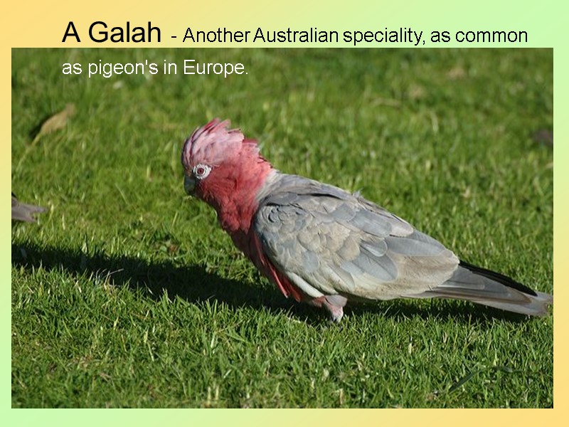 39 A Galah - Another Australian speciality, as common  as pigeon's in Europe.